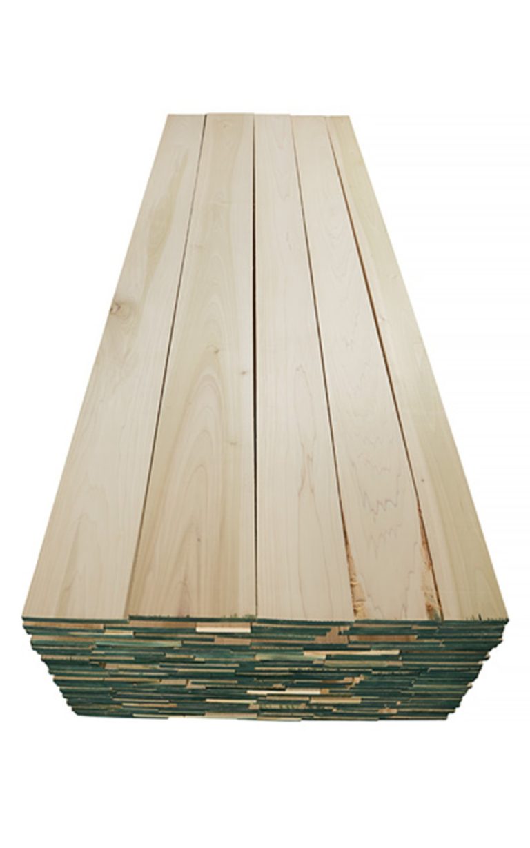poplar